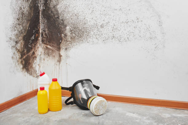 Best Certified Mold Removal  in Allen Park, MI