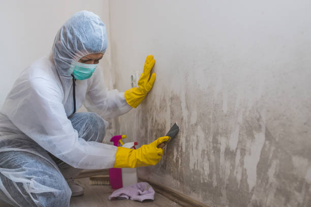 Professional Mold Removal in Allen Park, MI
