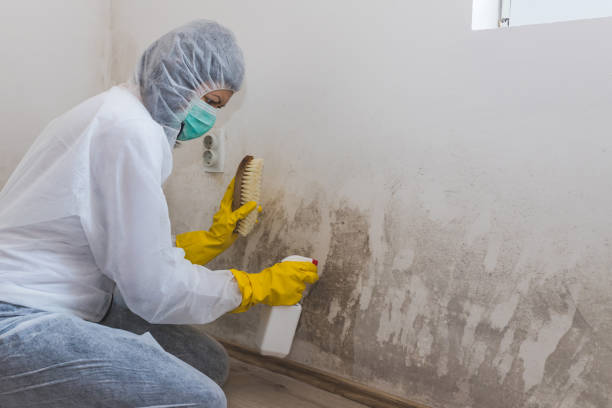 Best Certified Mold Removal  in Allen Park, MI