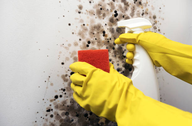 Trusted Allen Park, MI Mold Removal Experts