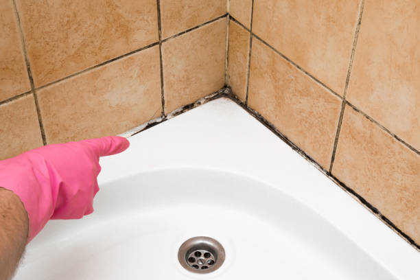 Best Crawl Space Mold Removal  in Allen Park, MI