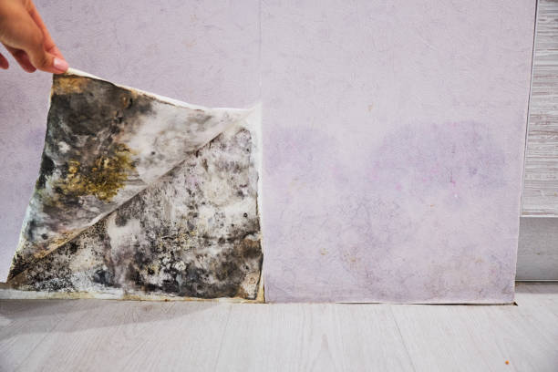 Best Commercial Mold Removal  in Allen Park, MI